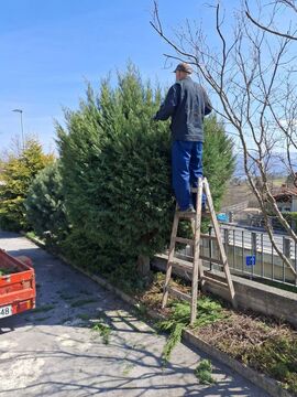 Obrezovanje grmovnic